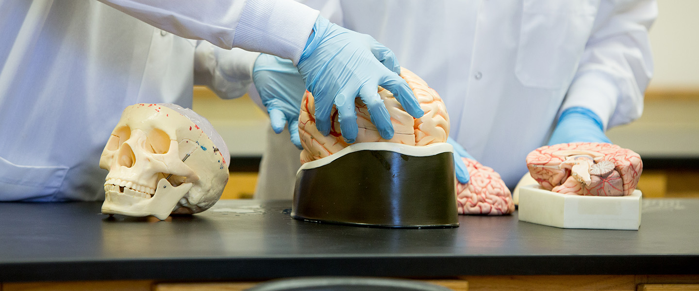 a hand holding the model of a brain