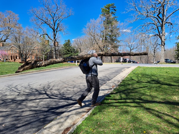 Kent Bero carrying a large log on his shoulder through campus