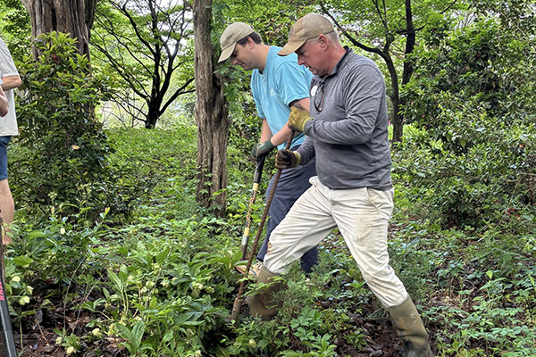 Mike Shelton digging up invasive forest plants